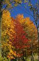 Tamarack Fall 2